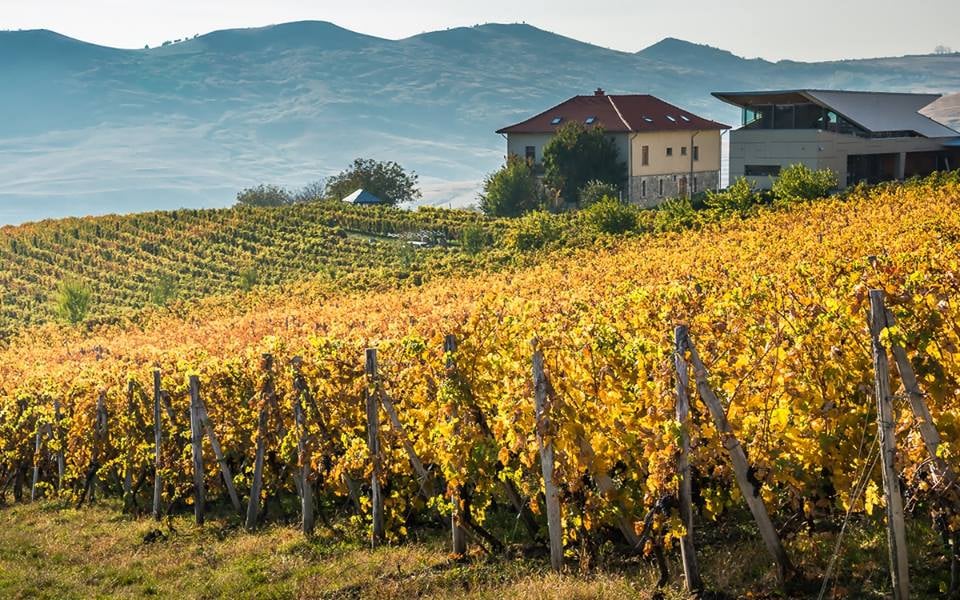 Romania, Muntenia - From Bucharest: Wine Tasting Tour in Dealu Mare Wine Region