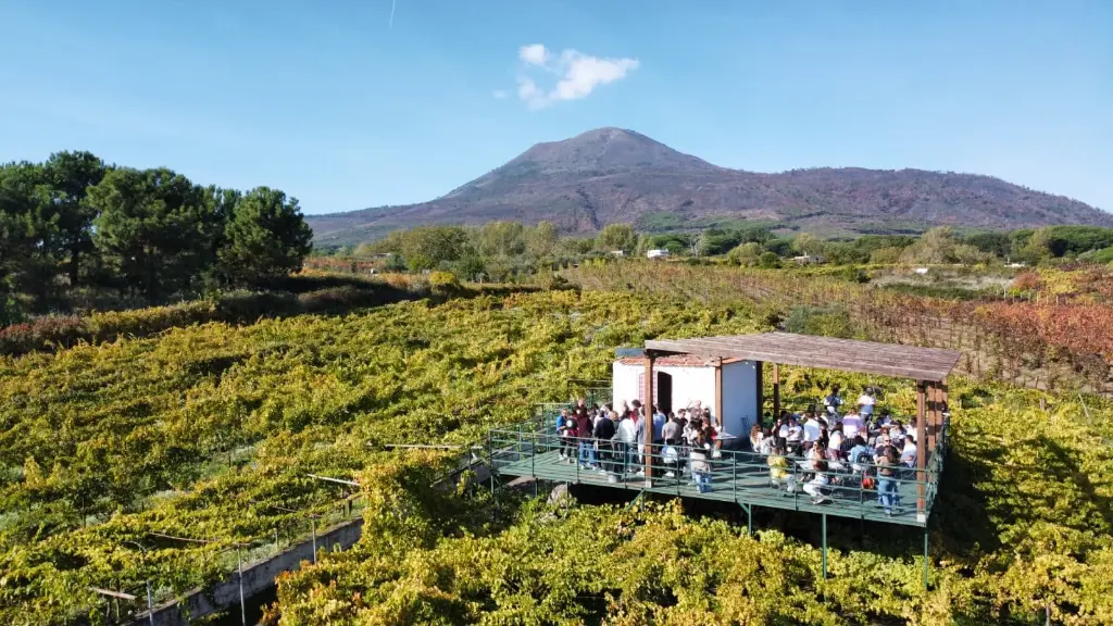 Italy, Campania, Sorrentino Vesuvio Vite Vulcaniche - Lunch in the Vineyard