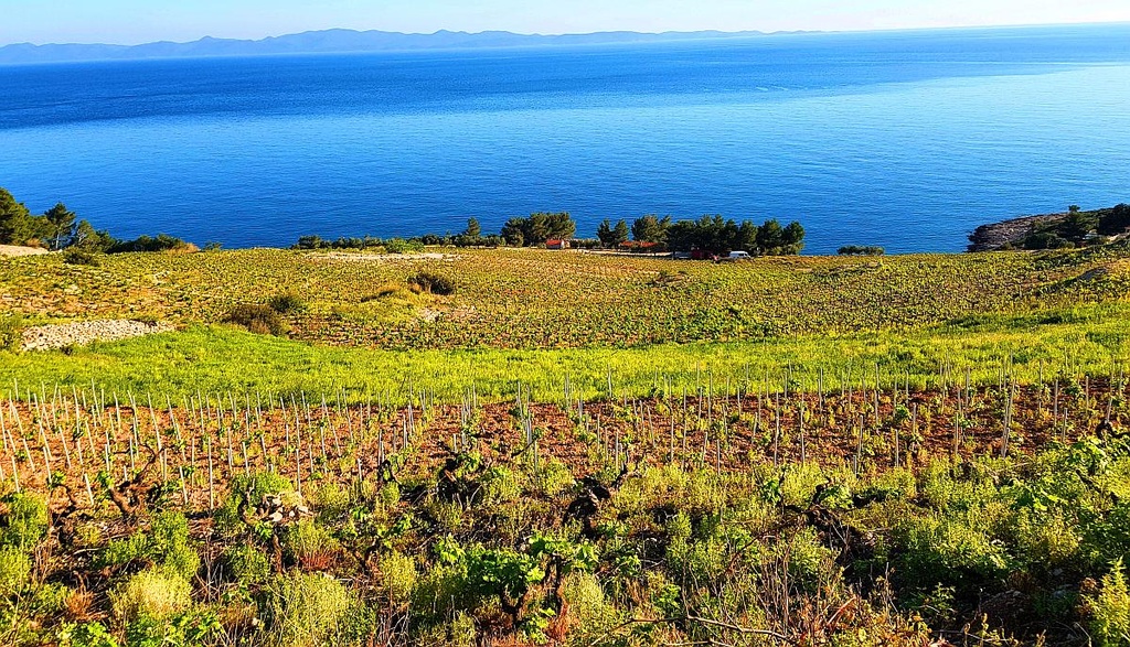 Croatia, Dalmatia, From Dubrovnik - Peljesac Essential (classic) Private Wine Tour