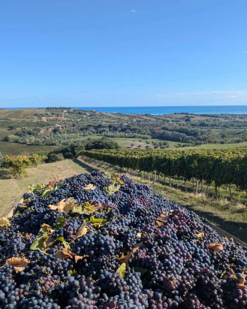 Italy, Abruzzo, Tenuta Fanton - Into the Vineyards – Off-Road Wine Tasting