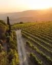 Italy, Tuscany, Buccia Nera - WINE TOUR & TASTING - THREE CHIANTI