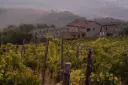 Italy, Tuscany, Castello di Selvole - Tasting In The Historic Tuscan Hills Of Chianti