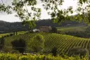 Italy, Umbria, Palazzone - The Sweet Noble Rot