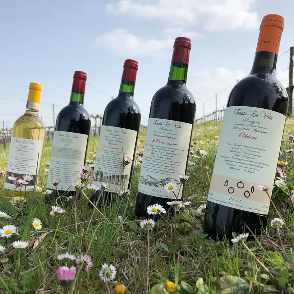 Italy, Emilia-Romagna, Tenuta La Viola -  Full experience Plus
