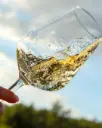 Italy, Tuscany, Terre de' Pepi - Volterra wines: sensorial emotions of an "LIVE farming"