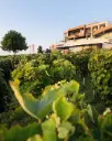 Serbia, Sumadija, Winery Despotika - Visit and Tasting 1