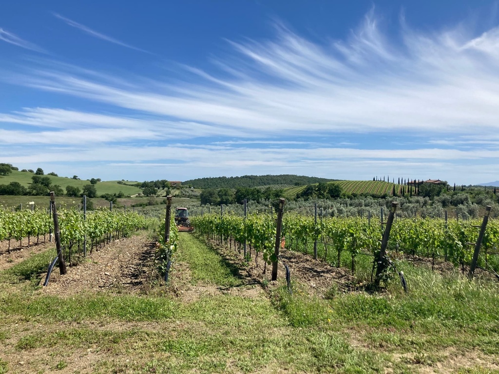 Italy, Tuscany, Purovino - Wine Brunch at Azienda Agricola Purovino