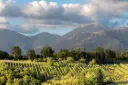 Italy, Lazio, Cantina Le Macchie - Le Origini