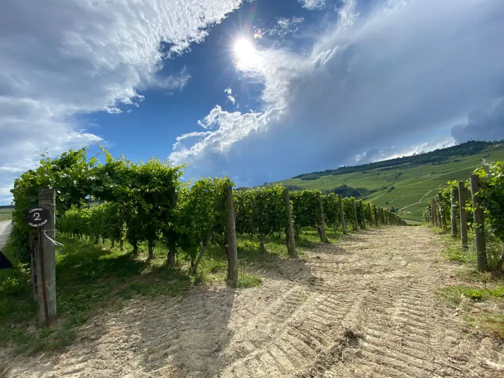 Italy, Piedmont, Fratelli Serio & Battista Borgogno - Cannubi Walk & Tasting