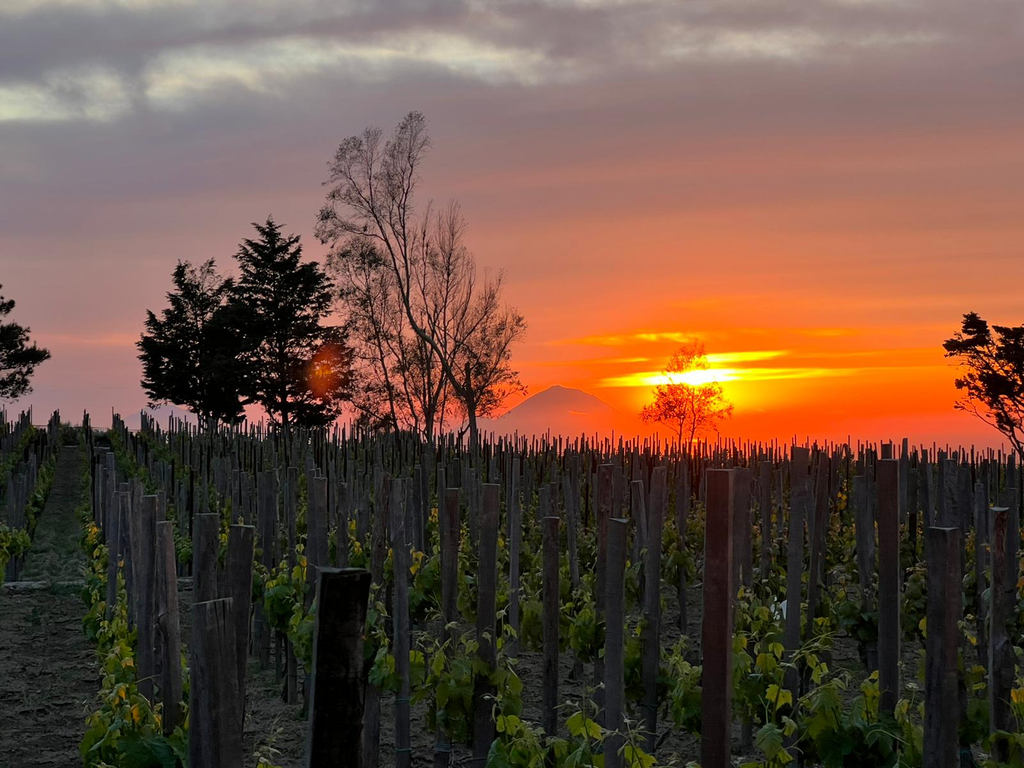 Italy, Sicily, Tenuta di Castellaro - Toast To The Sun