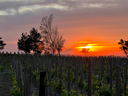 Italy, Sicily, Tenuta di Castellaro - Toast To The Sun