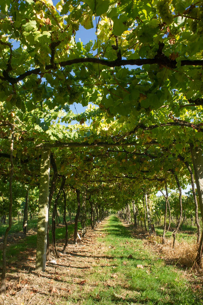 Portugal, Vinho Verde, Quinta das Arcas - Classic Tasting