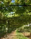 Portugal, Vinho Verde, Quinta das Arcas - Classic Tasting