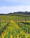 Portugal, Vinho Verde, Quinta das Arcas - Superior Tasting