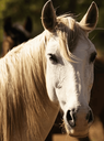 Portugal, Setubal, Herdade do Perú - Saddle Up And Sip – Explore The Vineyards On Horseback