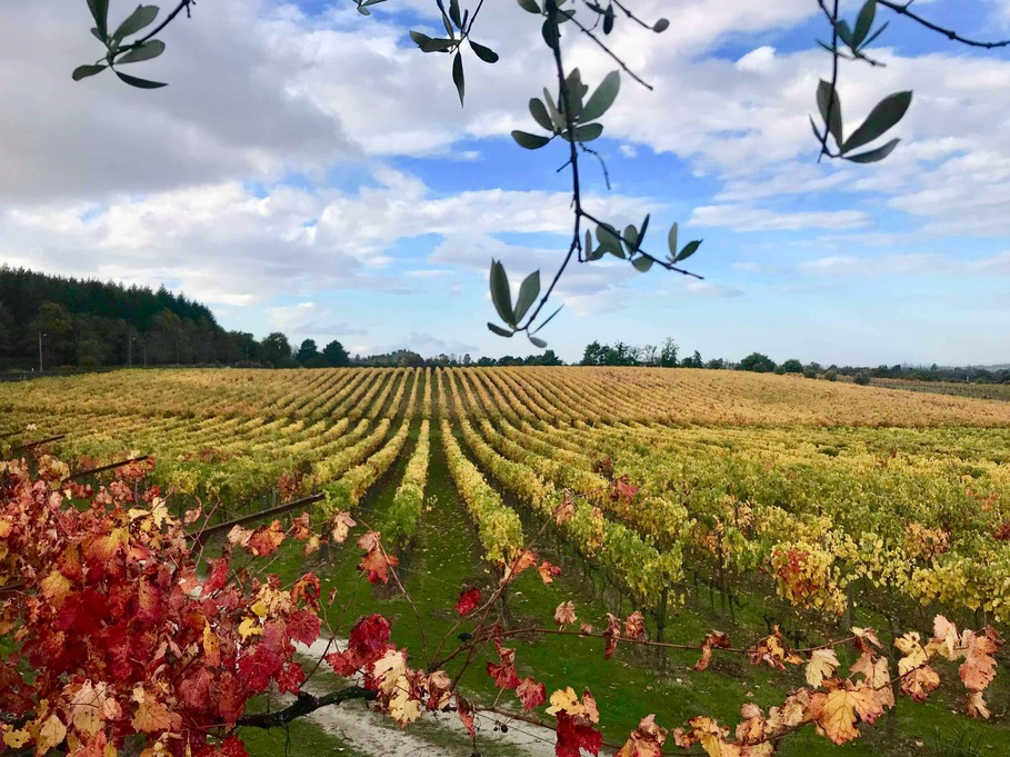 Portugal, Dao, Madre De Agua - Wine Tasting