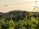 Italy, Tuscany, La Combarbia - From Vineyard To The Glass, The Perfect Path