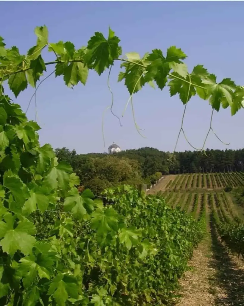 Serbia, Sumadija, Royal winery - Revealing the secrets of Royal treasures