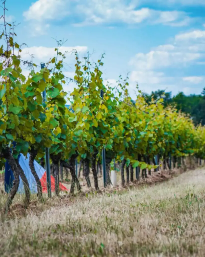 France, Burgundy, Antonin Rodet - "Rodet Heritage" Trail