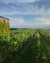 France, Bordeaux, Château Destieux - Prestige Tasting of the Dauriac Vineyards