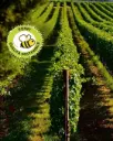 Italy, Veneto, Società Agricola Rino Sartori - Enotria- Tellus