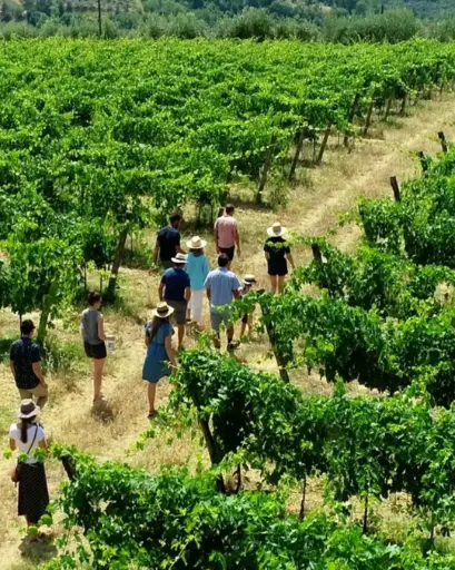 Italy, Tuscany, Fattoria Di Montemorli - Discovering & Tasting