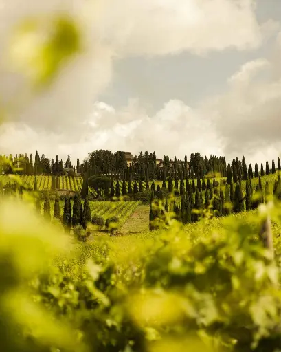 Italy, Tuscany, Castello Di Albola - Albola Experience Classic