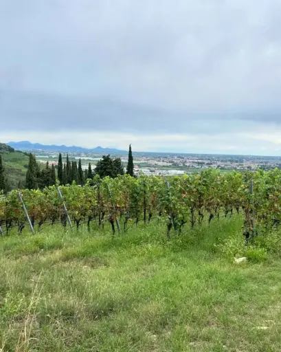 Italy, Veneto, Monte Tondo - The red Wines from Valpolicella