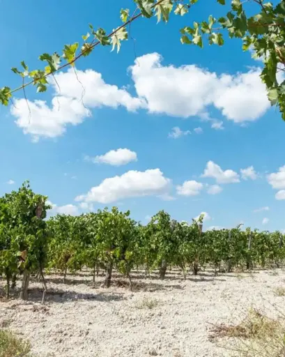 Italy, Apulia, Podere 29 - Selezione 29 Experience
