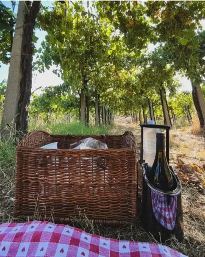 Italy, Lazio, Casale Mattia - Picnic in the Vineyards 