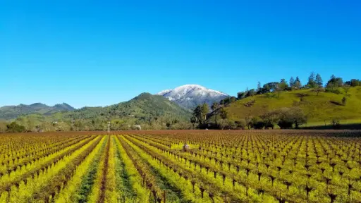 US, Napa Valley, Tedeschi Family Winery - Vineyard & Crushpad Tour