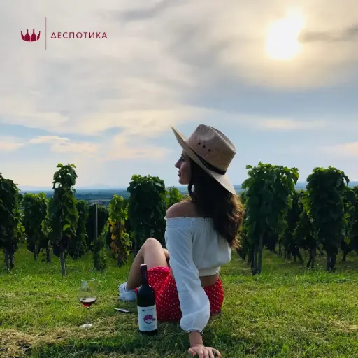 Serbia, Sumadija, Winery Despotika - Visit and Tasting 4