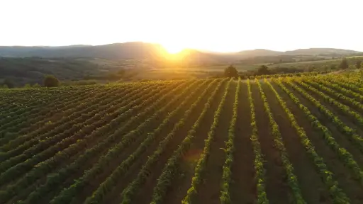 Serbia, Sumadija, Podrum Pevac - Terroir of Serbia - Premium Wine Experience at Podrum Pevac