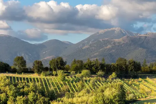 Italy, Lazio, Cantina Le Macchie - Le Origini