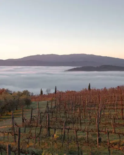 Italy, Tuscany, Buccia Nera - WINE TOUR & TASTING - FOUR COLOURS