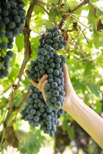 Italy, Veneto, Terre Di Pietra - Fruit