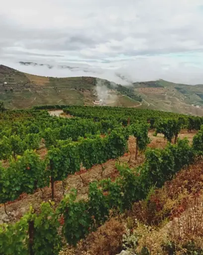 Portugal, Douro, Quinta da Furada - Visit and tasting