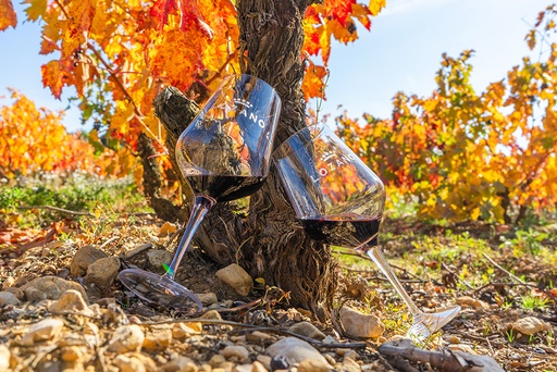 Spain, Rioja, Bodegas Lozano - Glass in hand tour