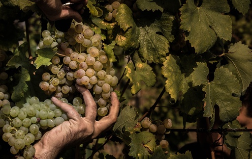 Italy, Umbria, Tili Vini - Winemaker for a day