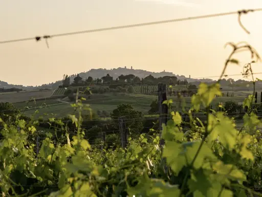 Italy, Tuscany, La Combarbia - From Vineyard To The Glass, The Perfect Path