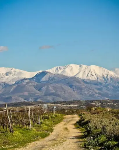 Greece, Crete, Lyrarakis - Single Area Wine Tasting