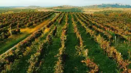 Winery