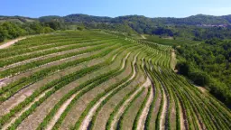 Winery