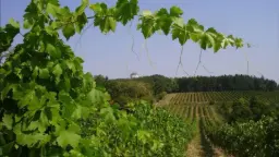 Winery