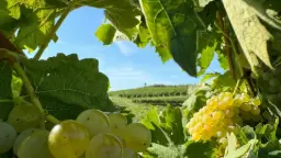 Winery