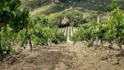 Winery