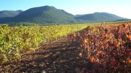 Winery