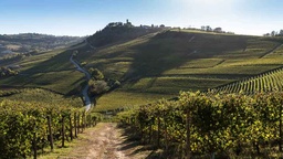 Winery
