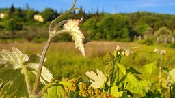 Winery