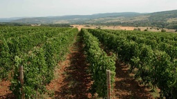 Winery
